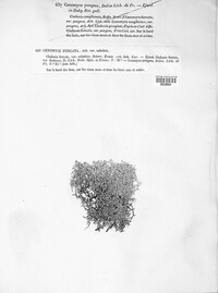 Cladonia furcata image